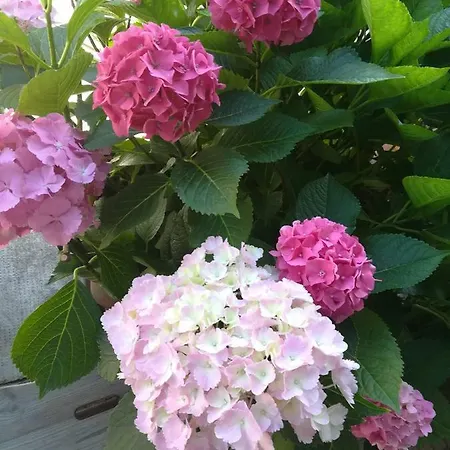 Il Cortile Della Nonna Bed and Breakfast Chieri