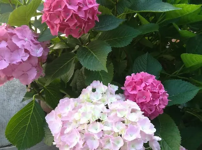 伊尔中庭诺娜住宿加早餐旅馆 住宿加早餐酒店 齐耶利